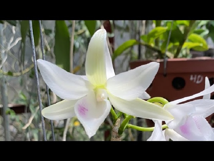 Hoa lan phi điệp - 5ct chơn thành( trồng ấm chậu cao 16 cm,bộ rễ khỏe)