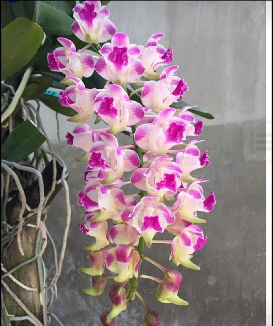 HOA LAN GIÁNG HƯƠNG KUKI