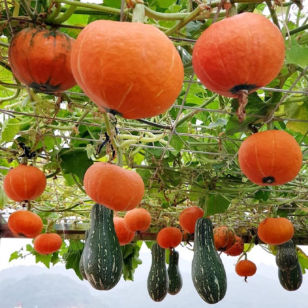 Hạt_Giống_Bí_Mặt_Trời 15 hạt ( tặng kèm kích mầm và phân bón )