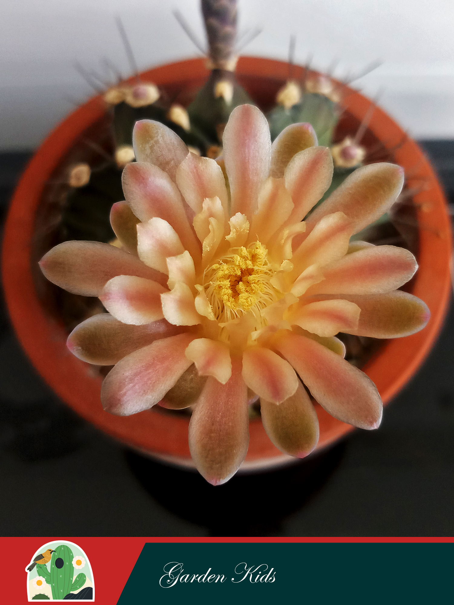 Xương rồng Gymnocalycium Mihanovichii