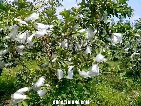 Combo  100  Túi Bọc Ổi Chất Lưọng may chắc chắn 18.20