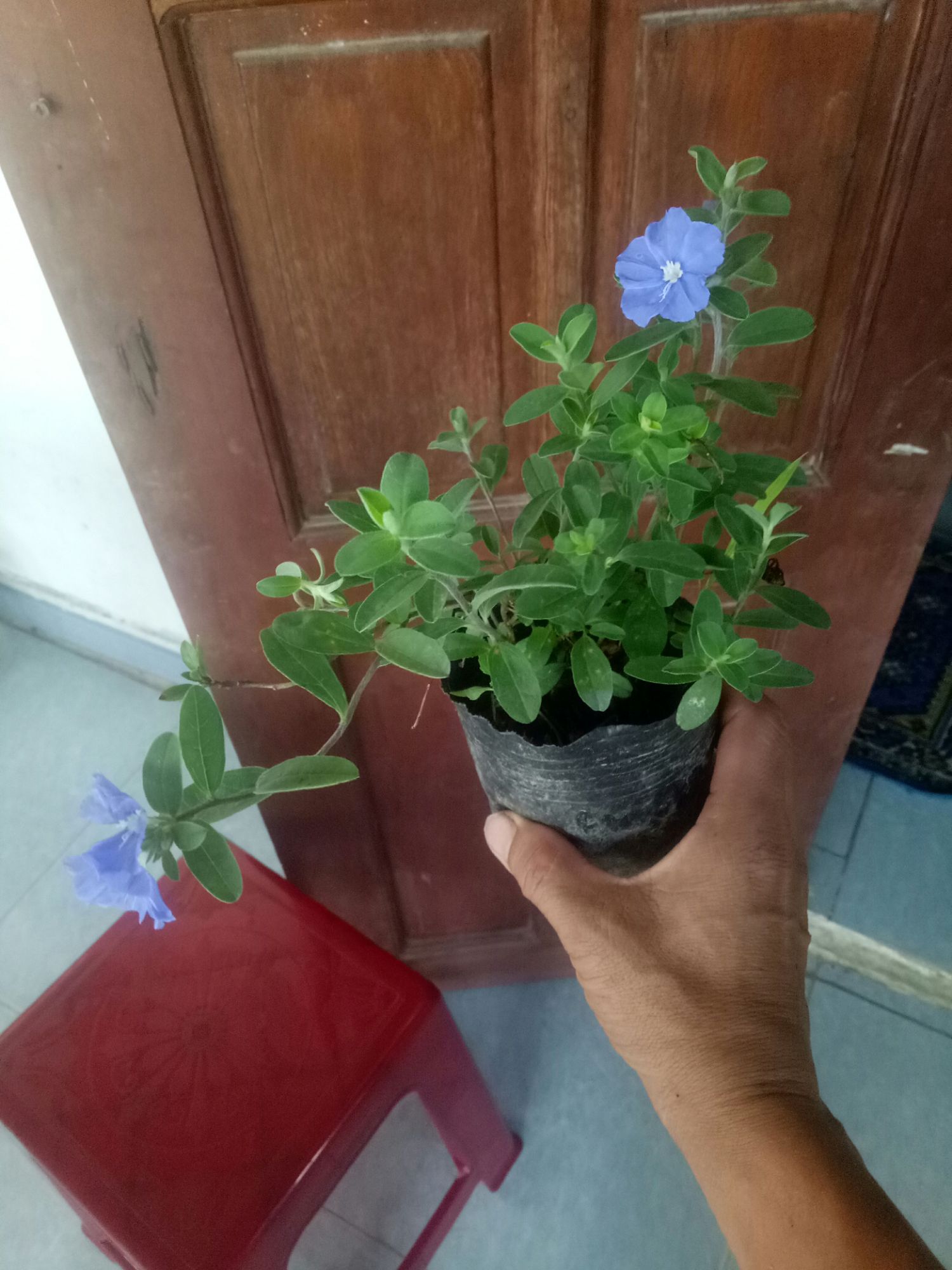 Cây hoa thanh tú .2 bầu cây giống