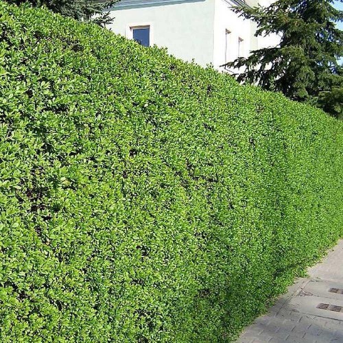 [10 packs] - Green fence vines seeds