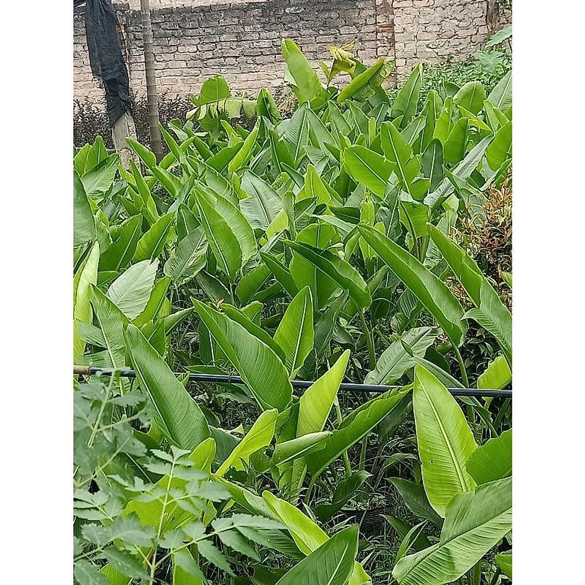 CÂY CHUỐI DẺ QUẠT cao trên 80cm