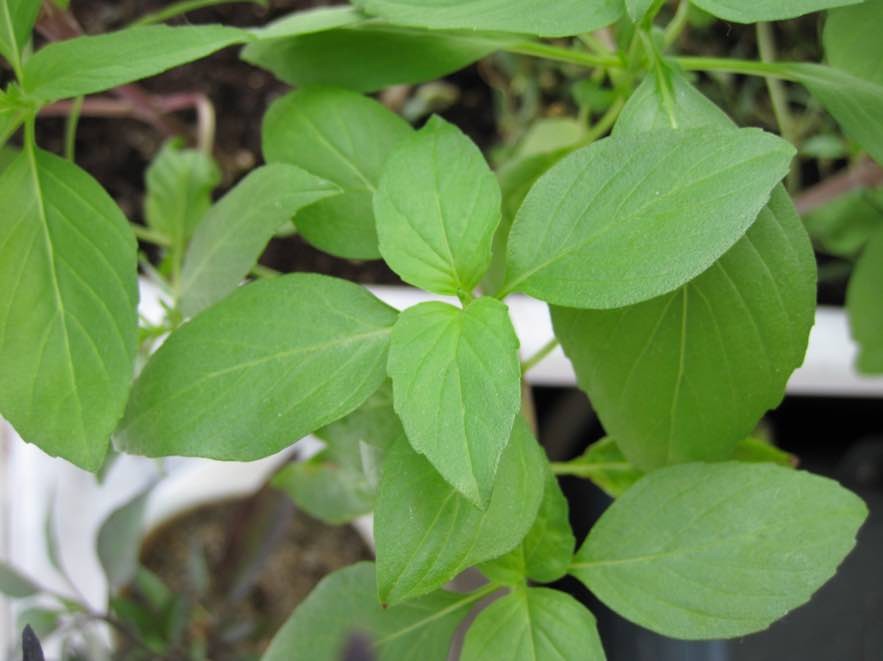 Cây Húng Láng- Húng Đỏ- Húng Hà Nội