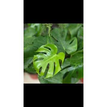 Trầu bà xẻ Montera chậu 3 cây