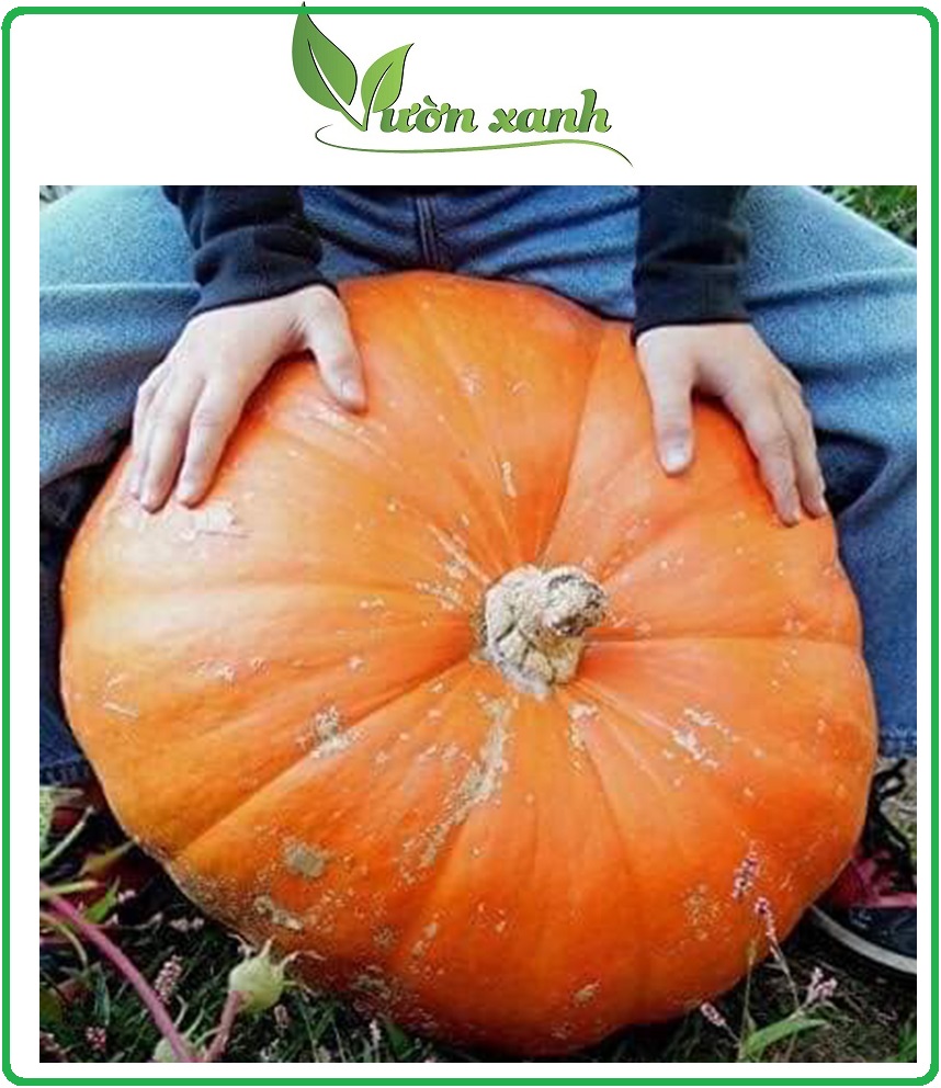 Hạt giống bí đỏ, bí đỏ khổng lồ,... giàu dinh  dưỡng