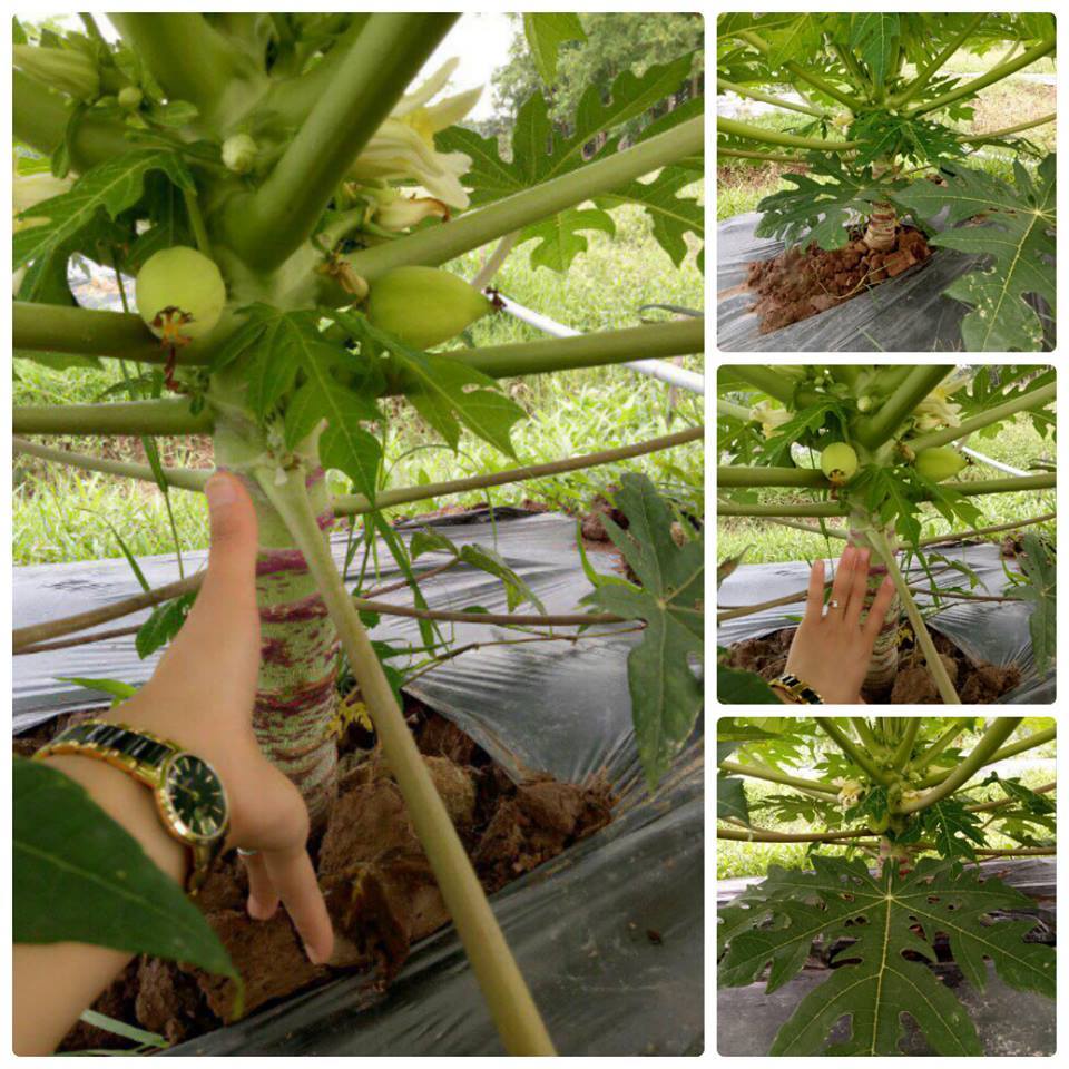 GIỐNG ĐU ĐỦ LÙN THÁI LAN (cây giống siêu sớm có bảo hành )