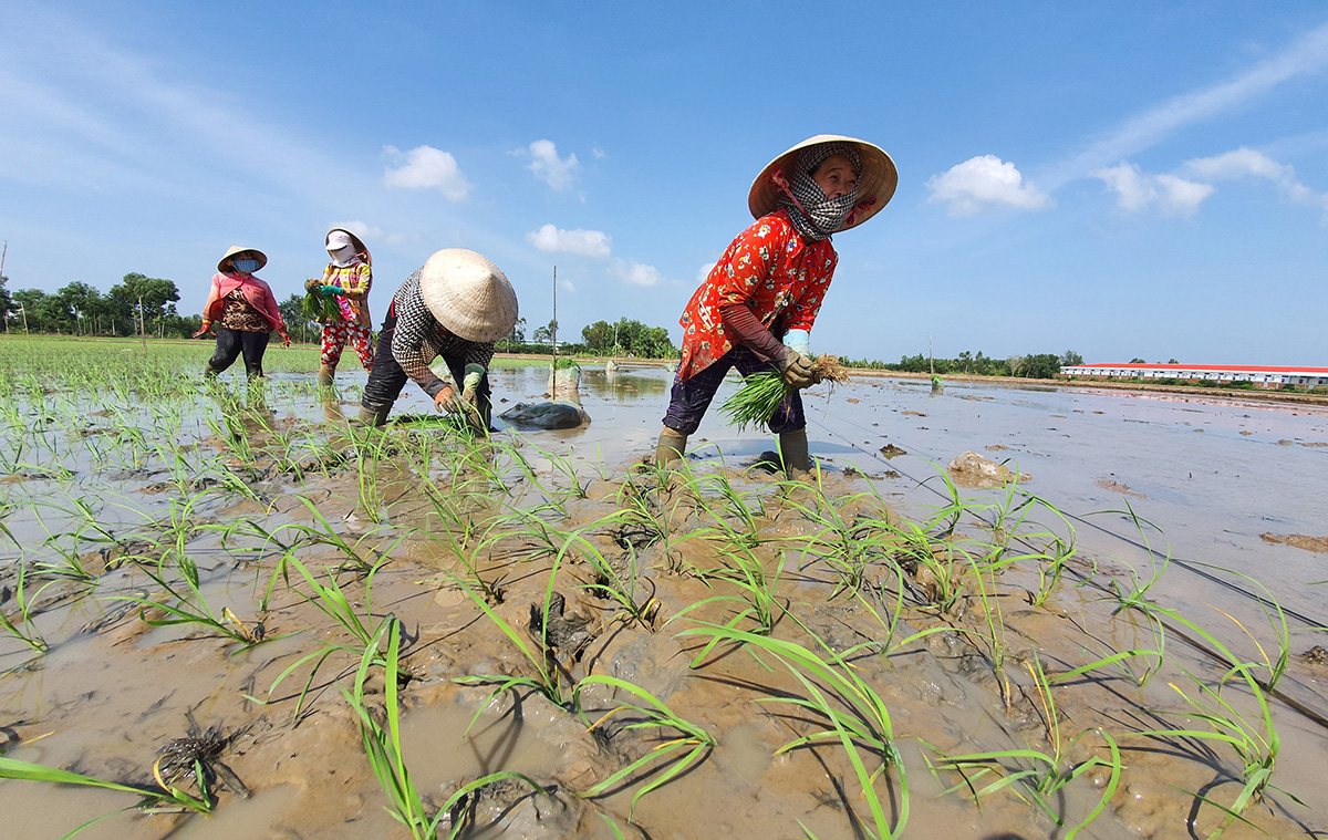 Gạo Đệ Nhất - ST25 ngon nhất thế giới