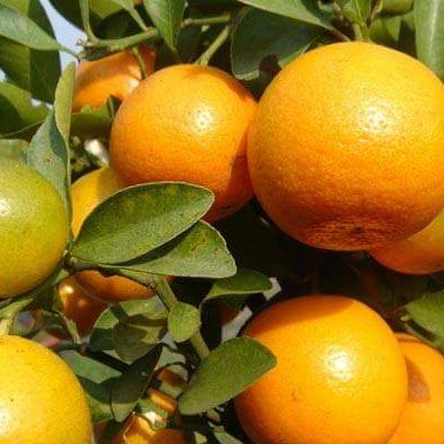 Cây CAM sành ,cây cho năng suất cao, quả ngọt