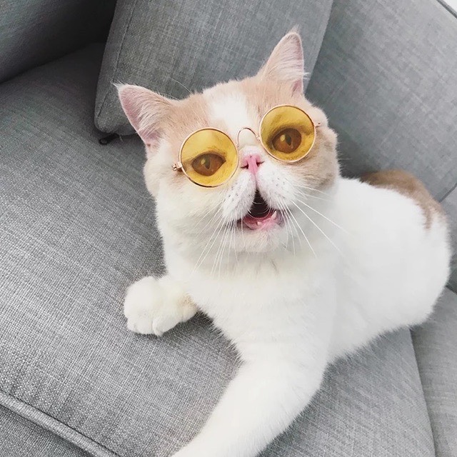 Kính mát cho thú cưng, chó mèo