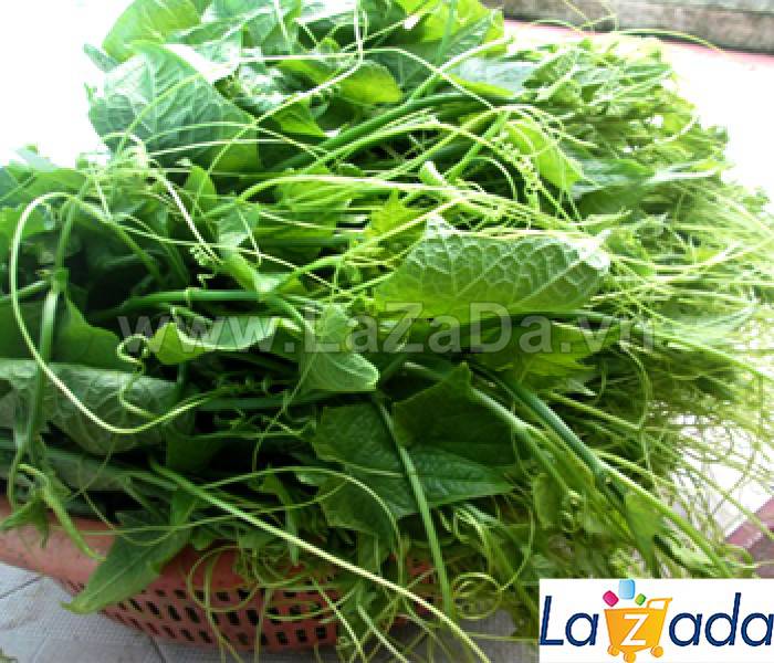 20Gr Hạt Giống Bí Siêu Ngọn (A5.103| W20*W61*M107)