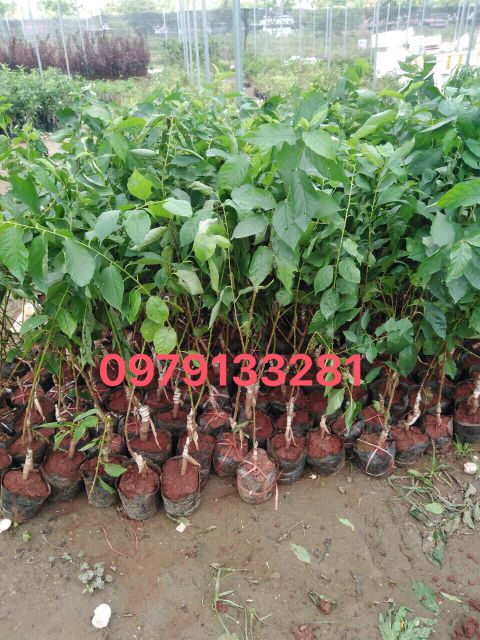 Cây giống cherry anh đào trồng chậu