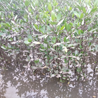 Cây Bần Chua -lz8