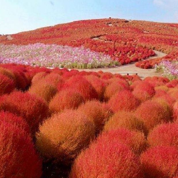 Hạt Giống cỏ đổi màu nhật bản /gói 50 hạt