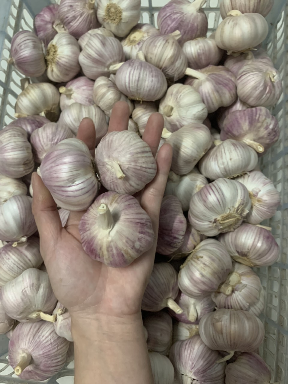 Tỏi lụa phan rang 1kg
