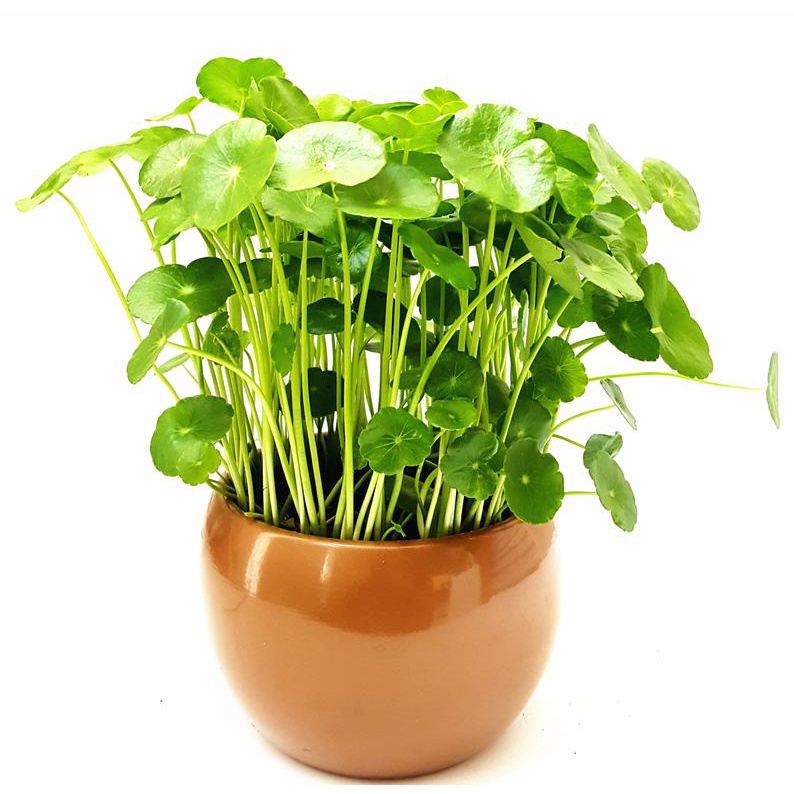 Cây cỏ đồng tiền may mắn