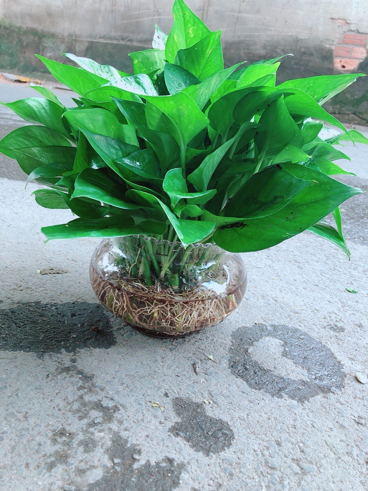 Trầu Bà Thái Thuỷ Sinh Size Đại