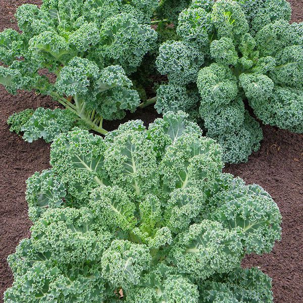 Hạt giống cải xoăn KALE gói 2gr