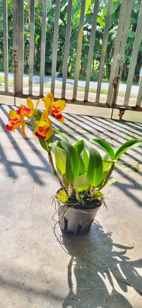 HOA LAN CATT TÚ CẦU VÀNG LƯỠI ĐỎ