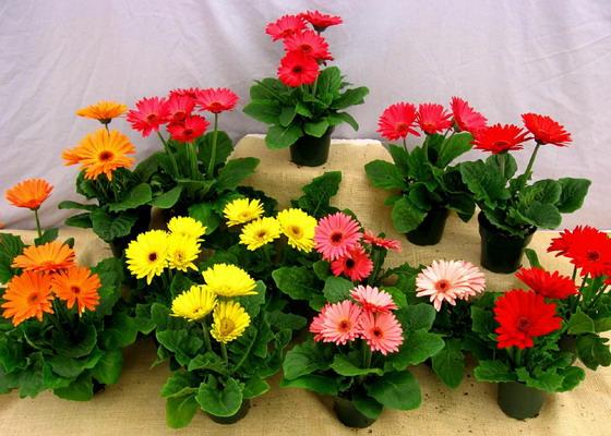 Hạt giống hoa đồng tiền nhiều màu