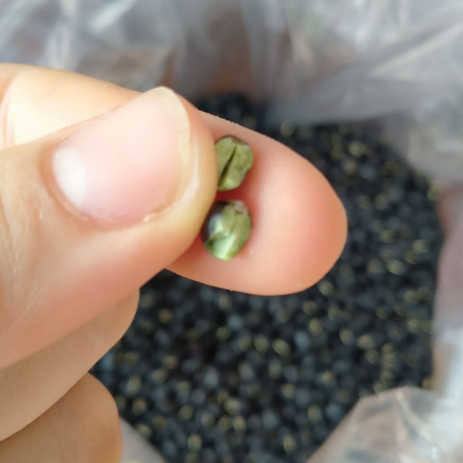 500g Đỗ/Đậu đen xanh lòng dân trồng