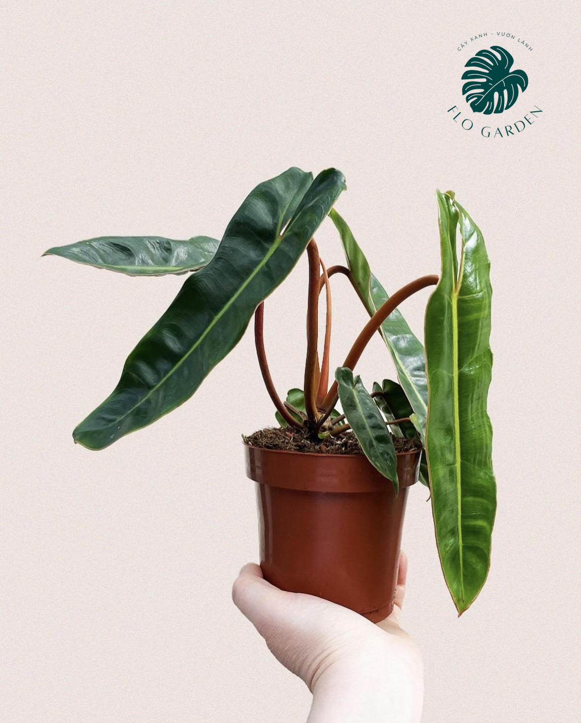 Philodendron Billietiae - Cây Trầu Bà Hạc Cam