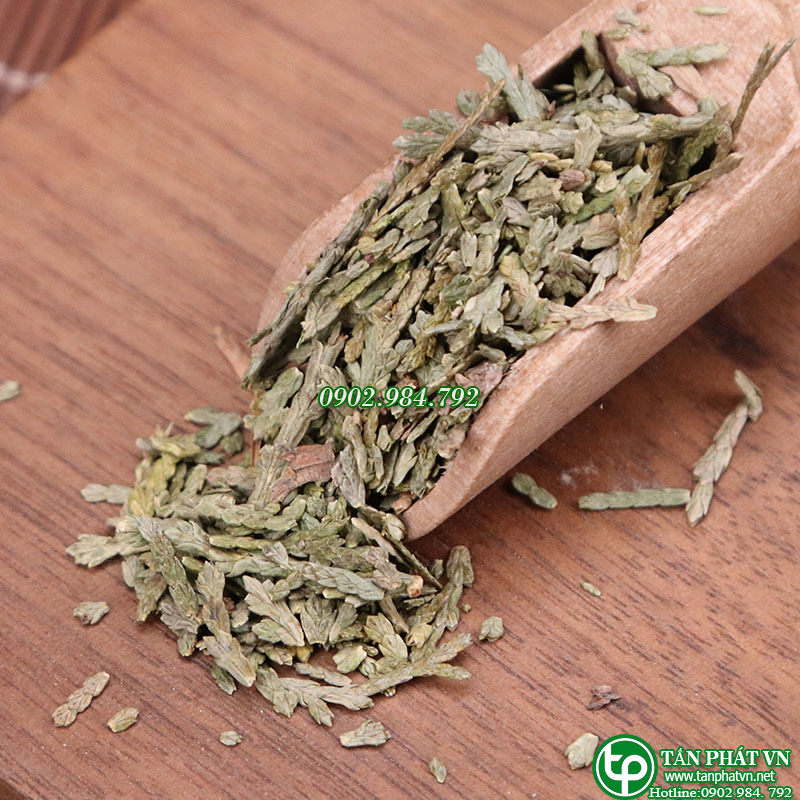 Trắc bá diệp sấy khô 100g - tấn phát