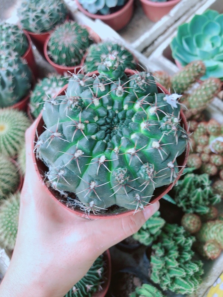 Xương Rồng Thần Long Size Lớn