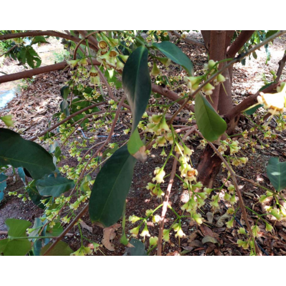 Cây giống mận MST siêu sớm