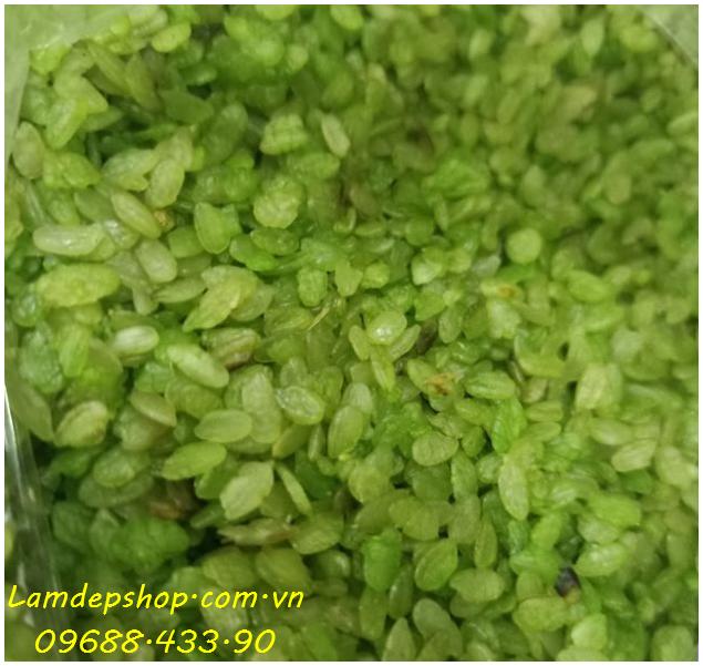 Xôi cốm - Đặc sản Hà Nội (1kg, 500g) (Chỉ bán khu vực Hà Nội)