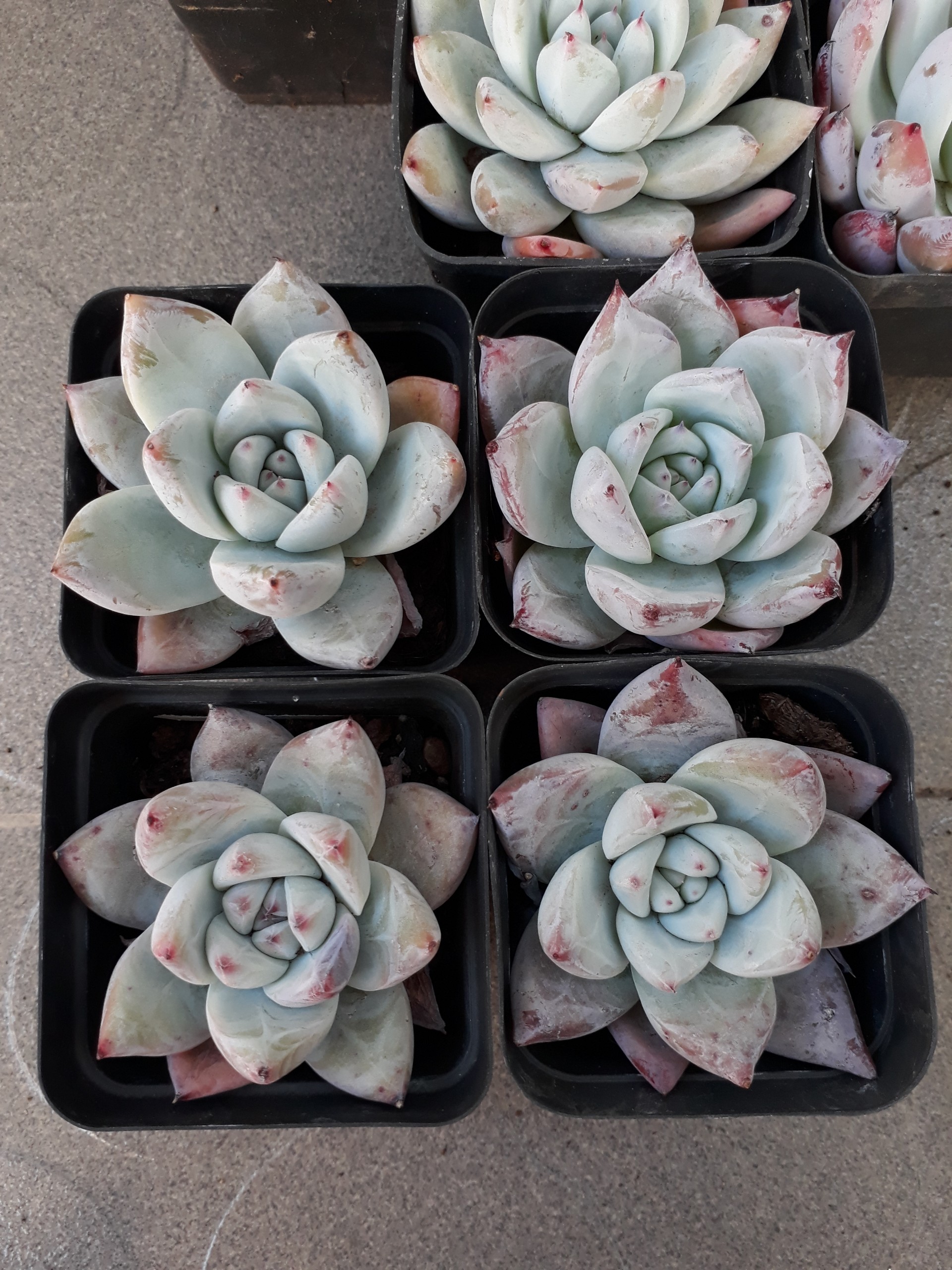 Pha lê Hồng phấn trắng (Sen đá/ Cây mọng nước)