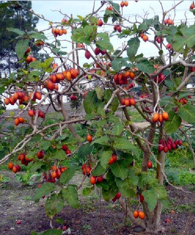 Hạt giống cà chua thân gỗ Tamarillo ( 10 hạt/gói )
