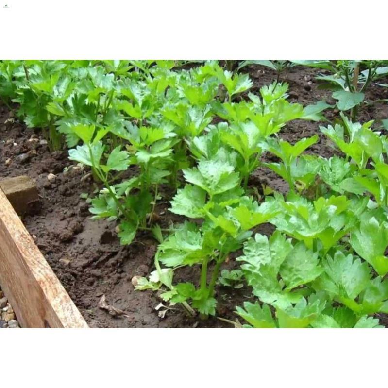 Phân Dê Đã Xử Lý Làm Phân Bón Lan Và Phân Bón Cây Trồng 400gram