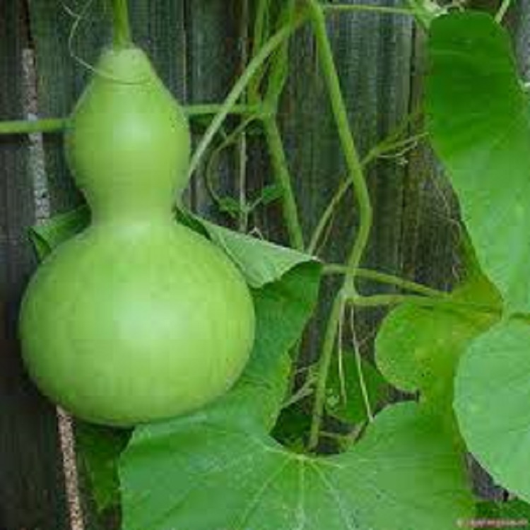 Hạt giống Bầu Hồ Lô Cao Sản 10 hạt