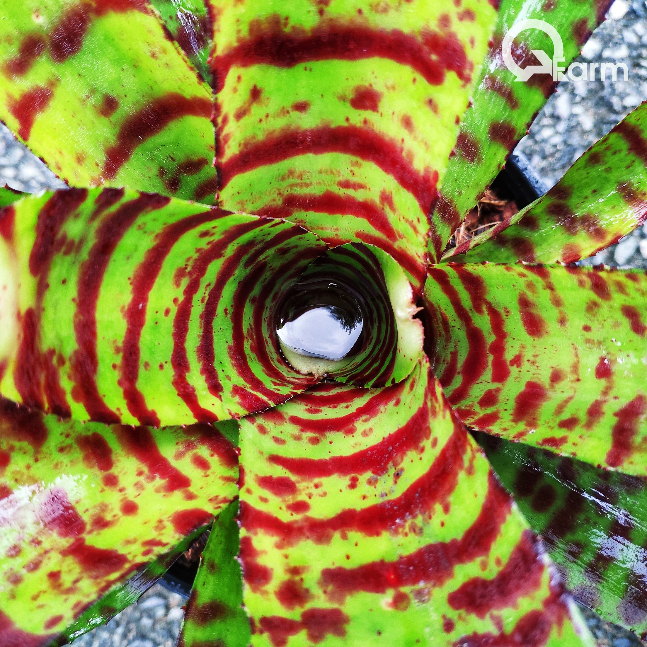 Dứa màu Nam Mỹ Neoregelia High Voltage