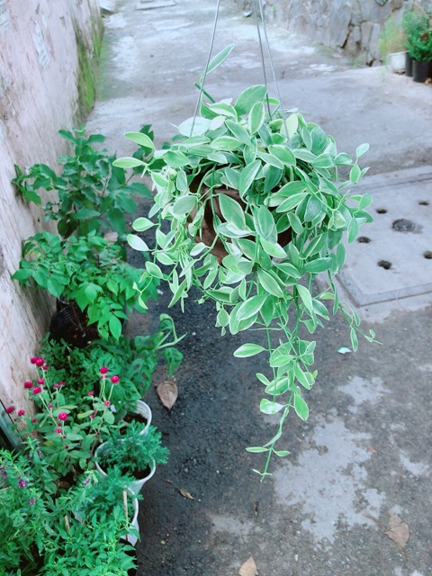 Chậu Cây Hạt Dưa