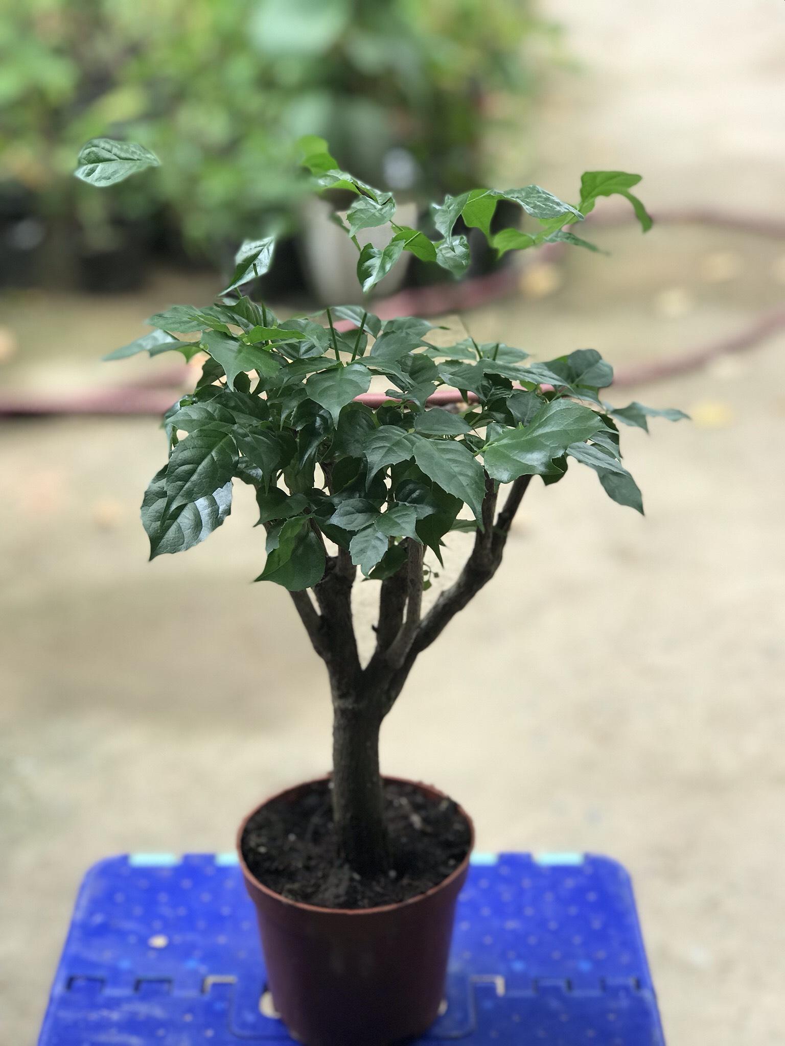 cây hạnh phúc thân gỗ