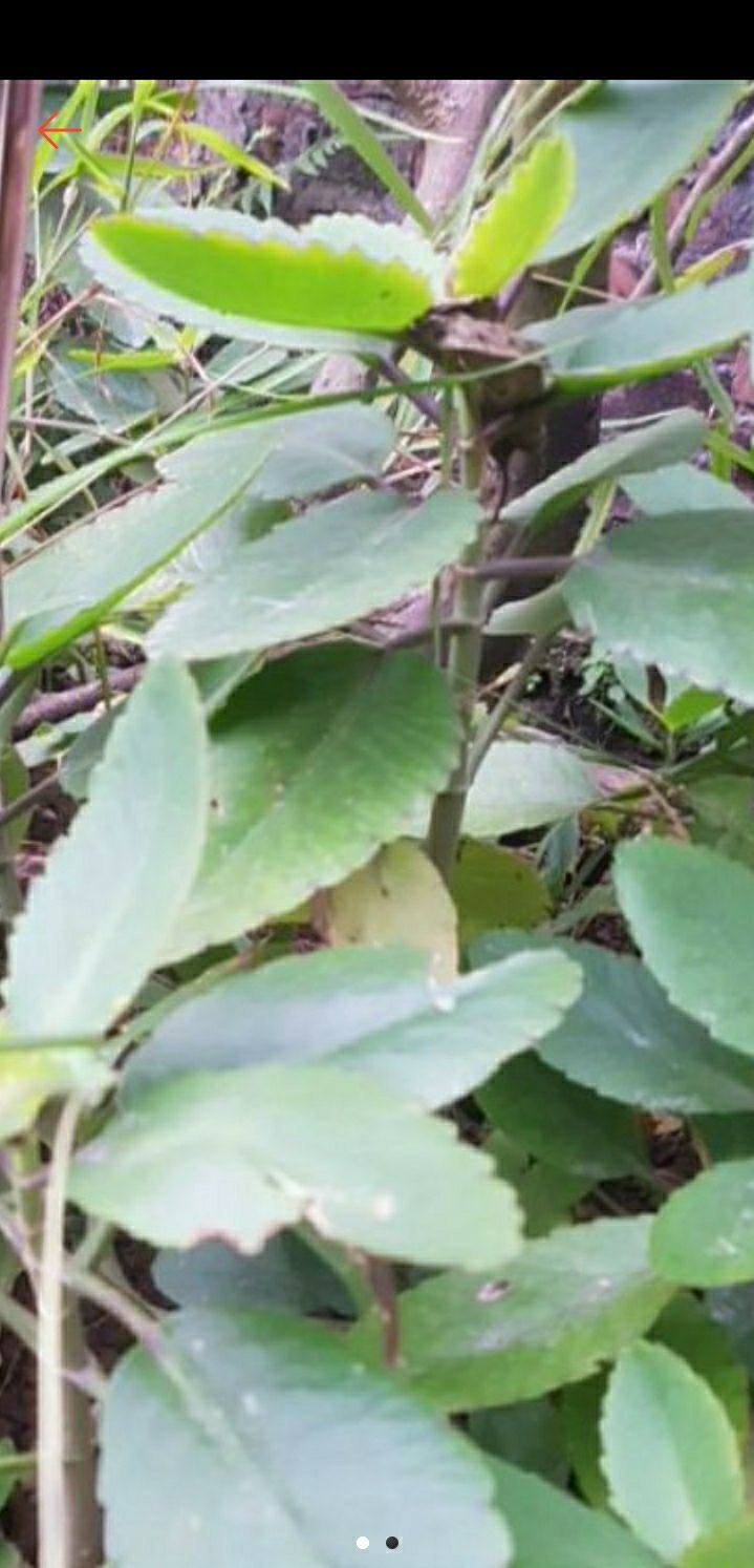 Cây lá bỏng
