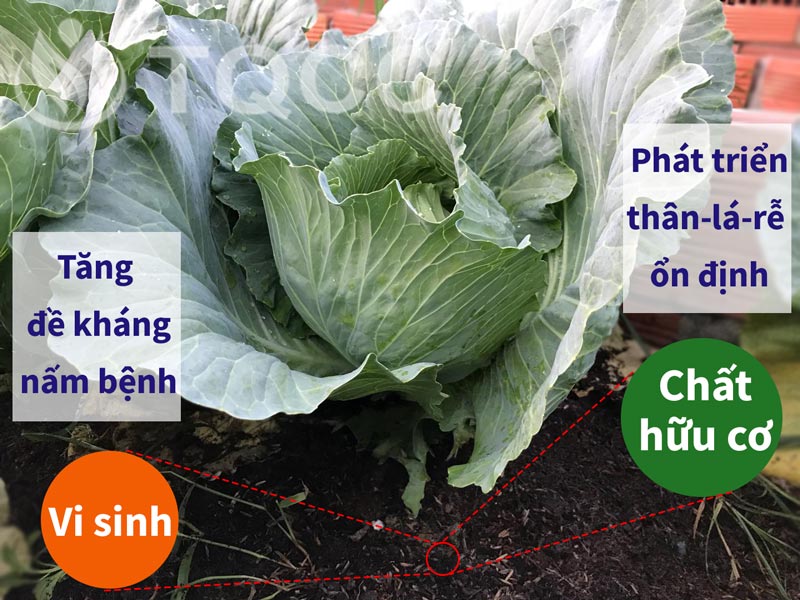 [HCM]Phân trùn quế cao cấp Vermy 2kg