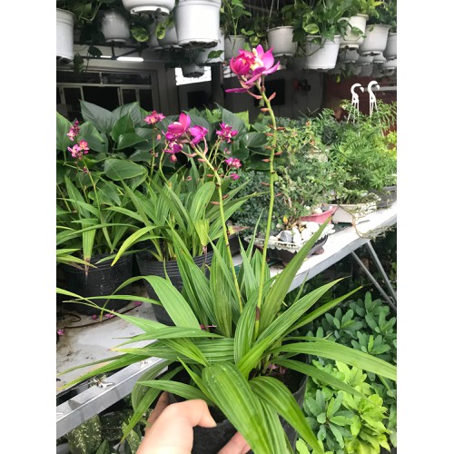 Cây Địa Lan Hoa Tím - Cây cảnh trang trí