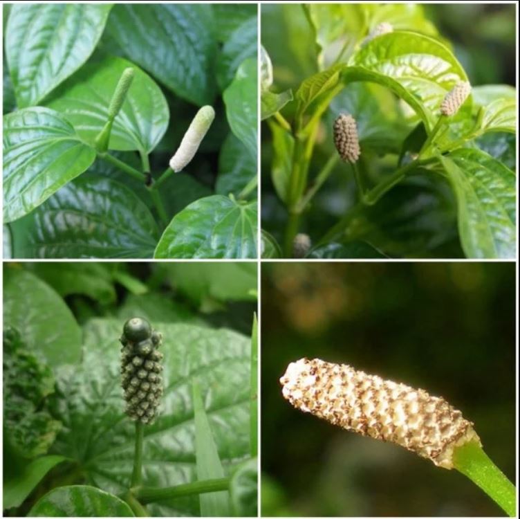Hạt giống cây lá lốt - 1 gói 10 hạt