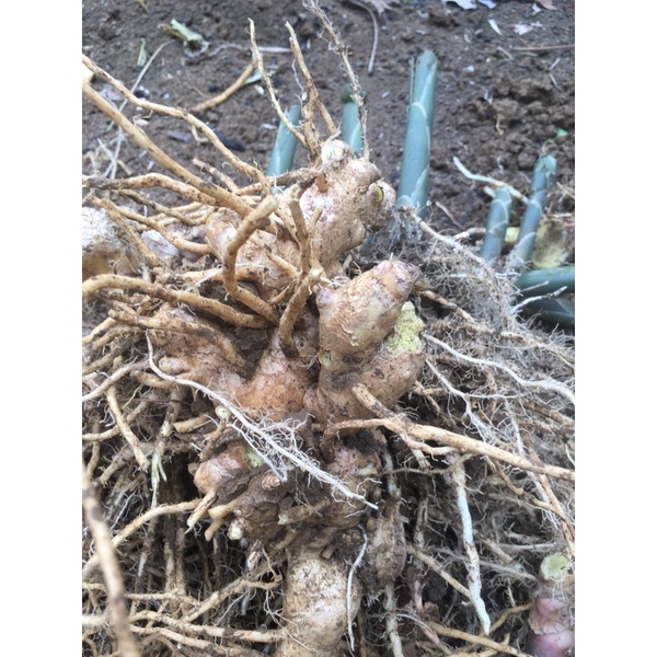 Củ Gừng Gió 1kg