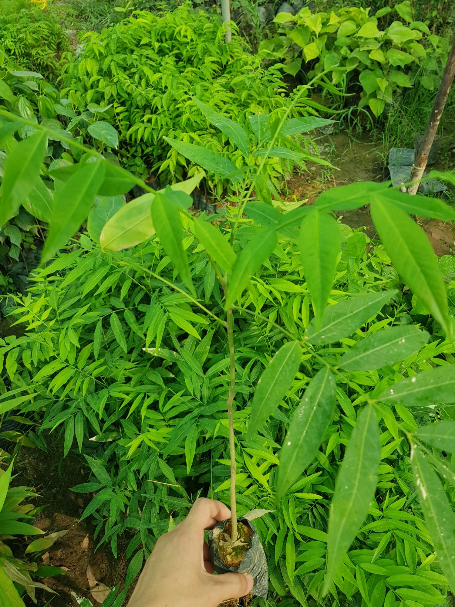Combo 4 cây giống bồ hòn ( tặng kèm 1 cây )