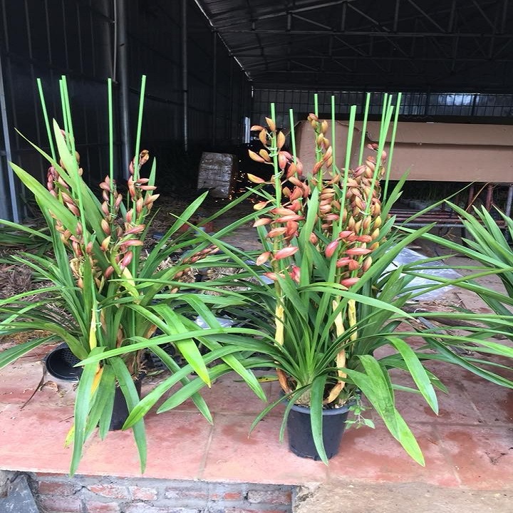 COMBO 3 CỦ GIỐNG HOA ĐỊA LAN SATO ĐỦ MÀU