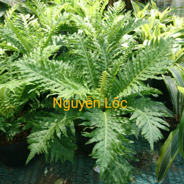 Cây dương xỉ Pháp, cam kết hàng đúng mô tả, chất lượng đảm bảo an toàn đến sức khỏe người sử dụng, đa dạng mẫu mã, màu sắc, kích cỡ
