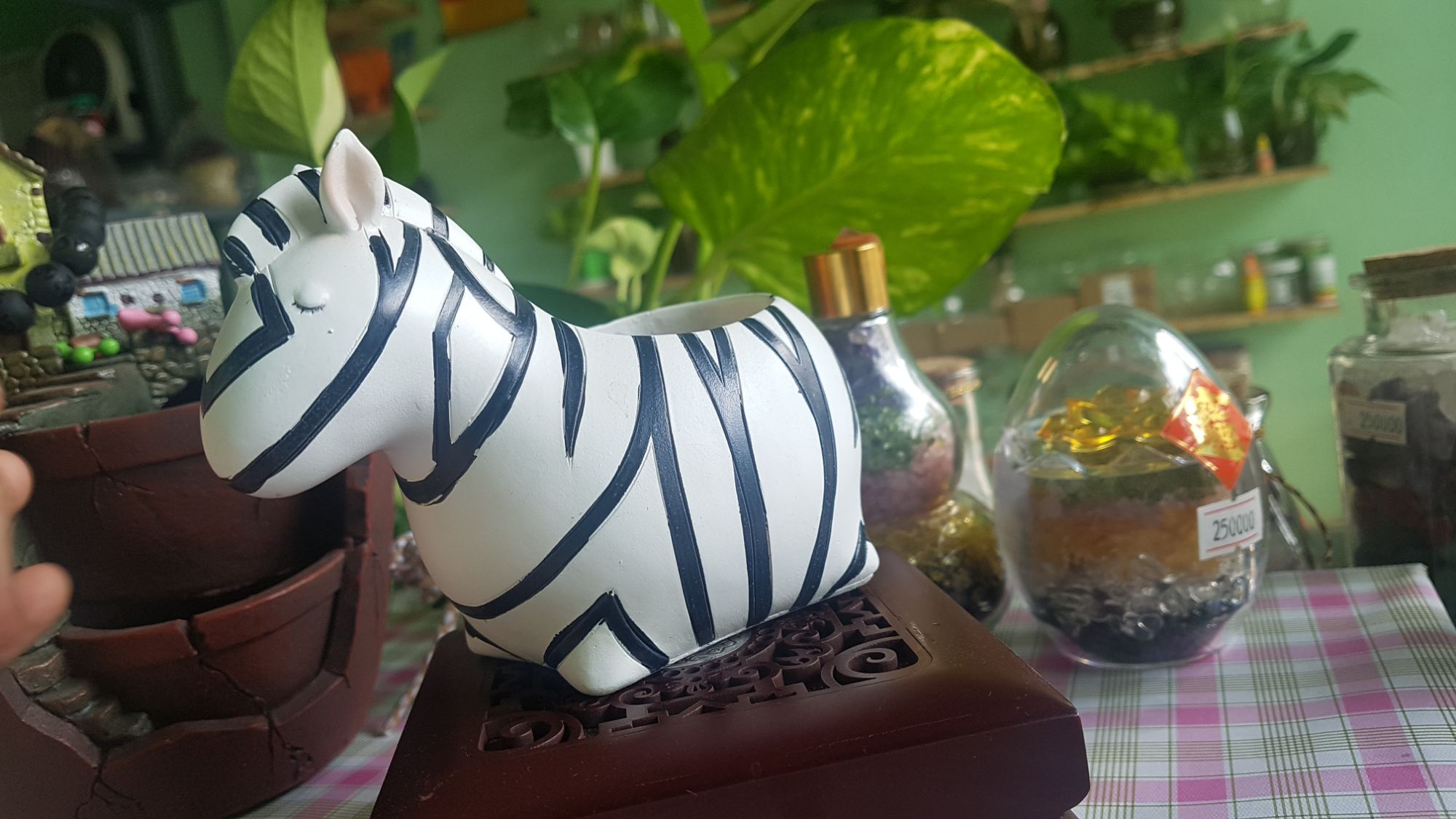 chậu trồng cây ngựa vằn