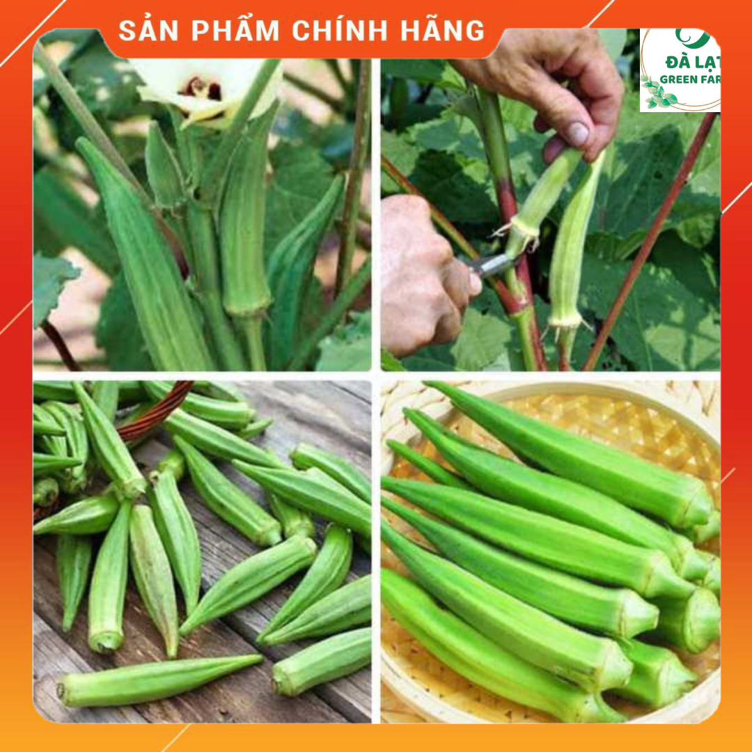 20GR_HẠT GIỐNG ĐẬU BẮP XANH (NẢY MẦM CỰC CHUẨN)
