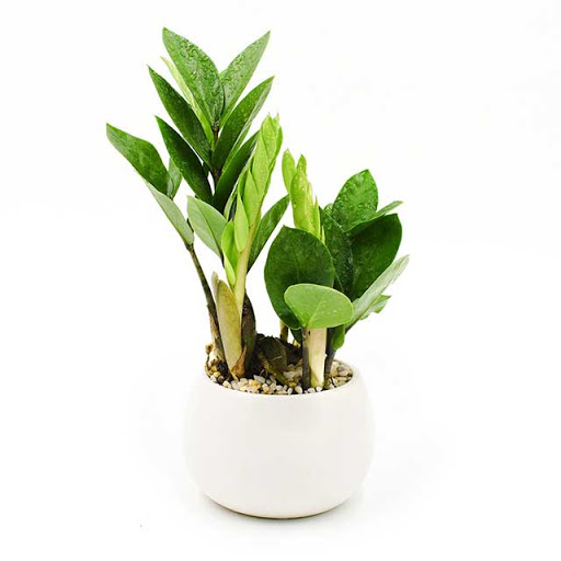 Cây kim tiền ( chậu nhựa size nhỏ )