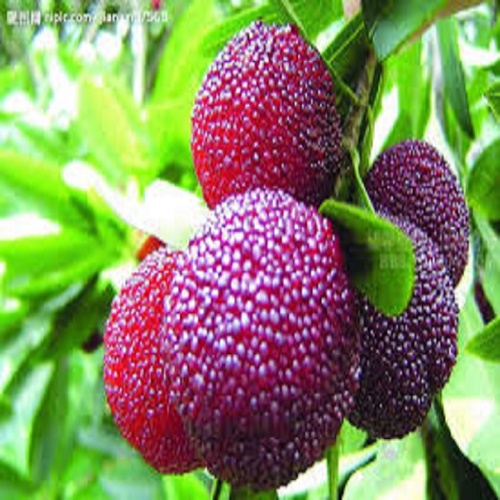 [Học Viên Nông Nghiệp I ] CÂY GIỐNG THANH MAI NHIỆT ĐỚI SIÊU NGỌT, SIÊU QUẢ, SIÊU NĂNG SUẤT,SIÊU KINH TẾ- CAM KÊT GIỐNG CHUẨN F1